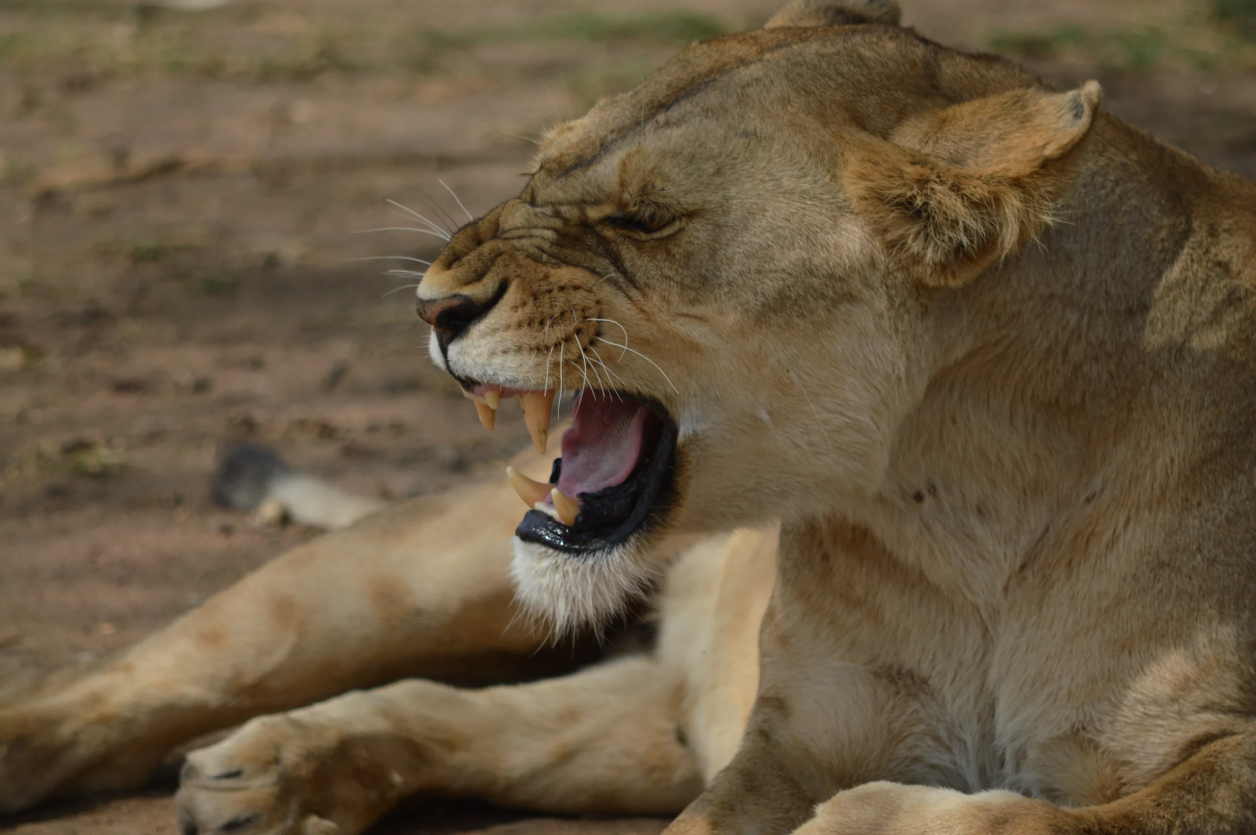Why Do Lions Roar at Night? A dominant male African lion roaring in Serengeti National Park, Tanzania under a star-filled sky.