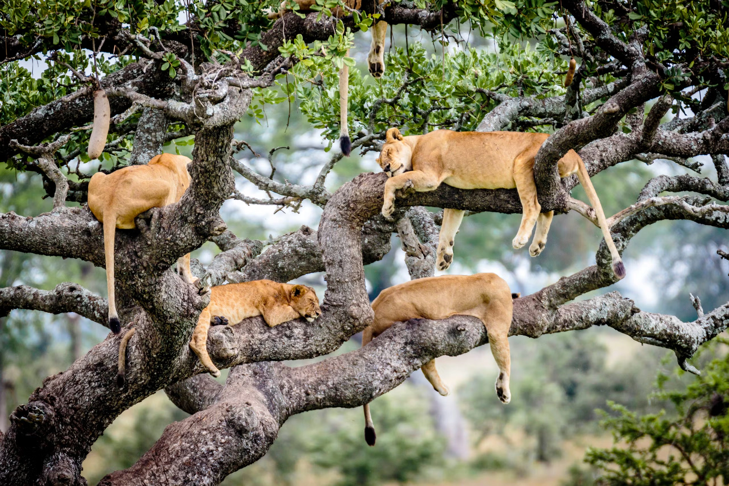Why do lions sleep so much? Lions resting on the tree in Serengeti National Park, Tanzania.