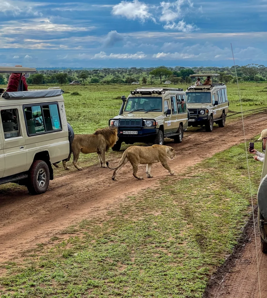 Why Don't Lions Attack Safari Vehicles? Male African lion walking beside a safari vehicle in Serengeti National Park, Tanzania.