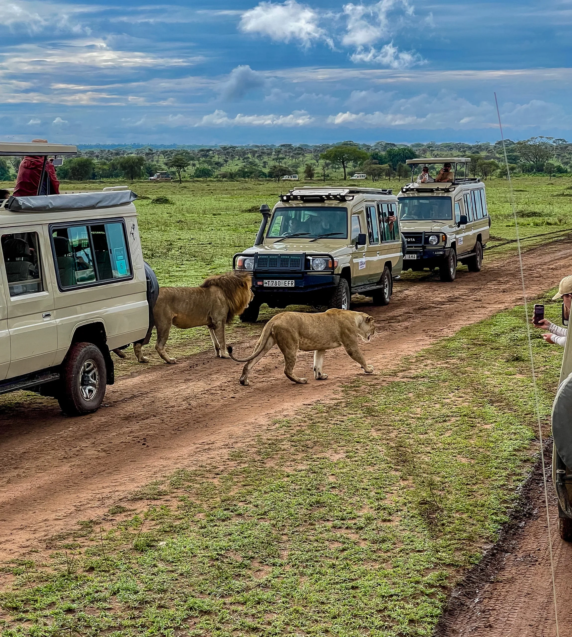 Why Don't Lions Attack Safari Vehicles? Male African lion walking beside a safari vehicle in Serengeti National Park, Tanzania.