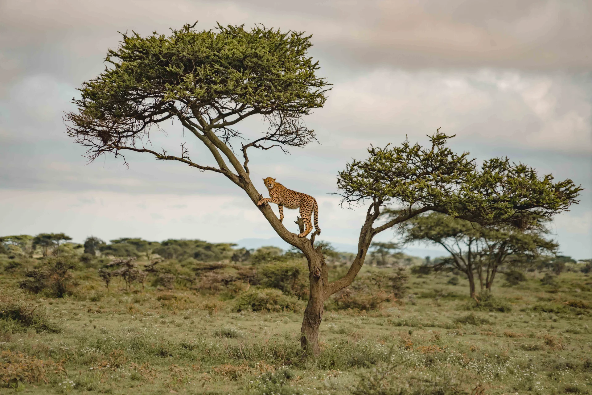 3 Day Serengeti & Crater Wilderness safari exploring Serengeti National Park and Ngorongoro Crater in Tanzania.