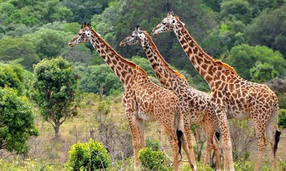 3 Day Zanzibar to Three Wildlife Worlds safari exploring diverse wildlife habitats in Tanzania.