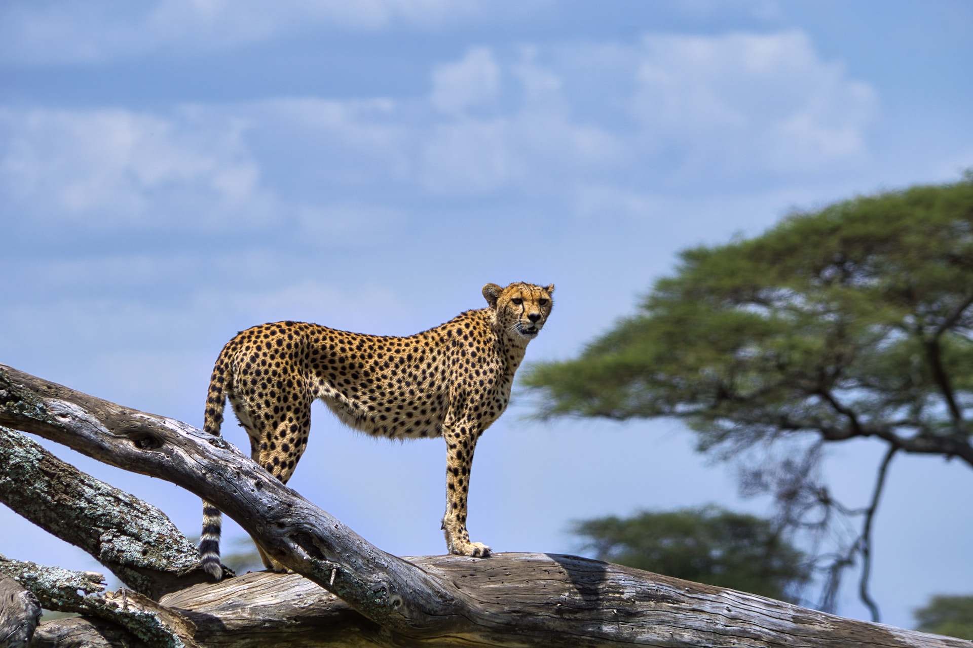 5 Day Tanzania Wildlife Discovery safari exploring Tanzania’s diverse landscapes and wildlife-rich national parks.