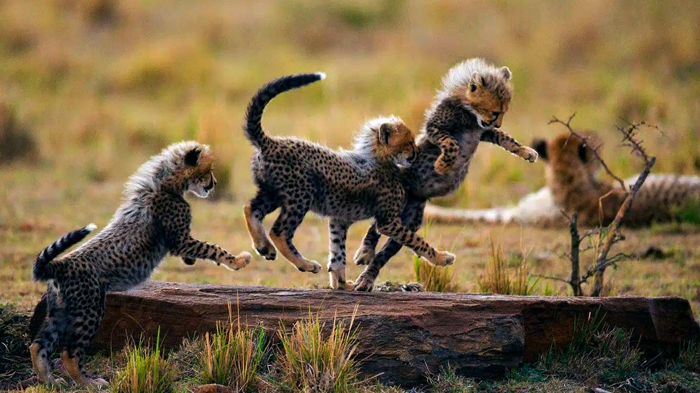 7 Day Tanzania Wildlife to Mountain journey combining northern Tanzania safari experiences with a Mount Kilimanjaro foothill adventure.