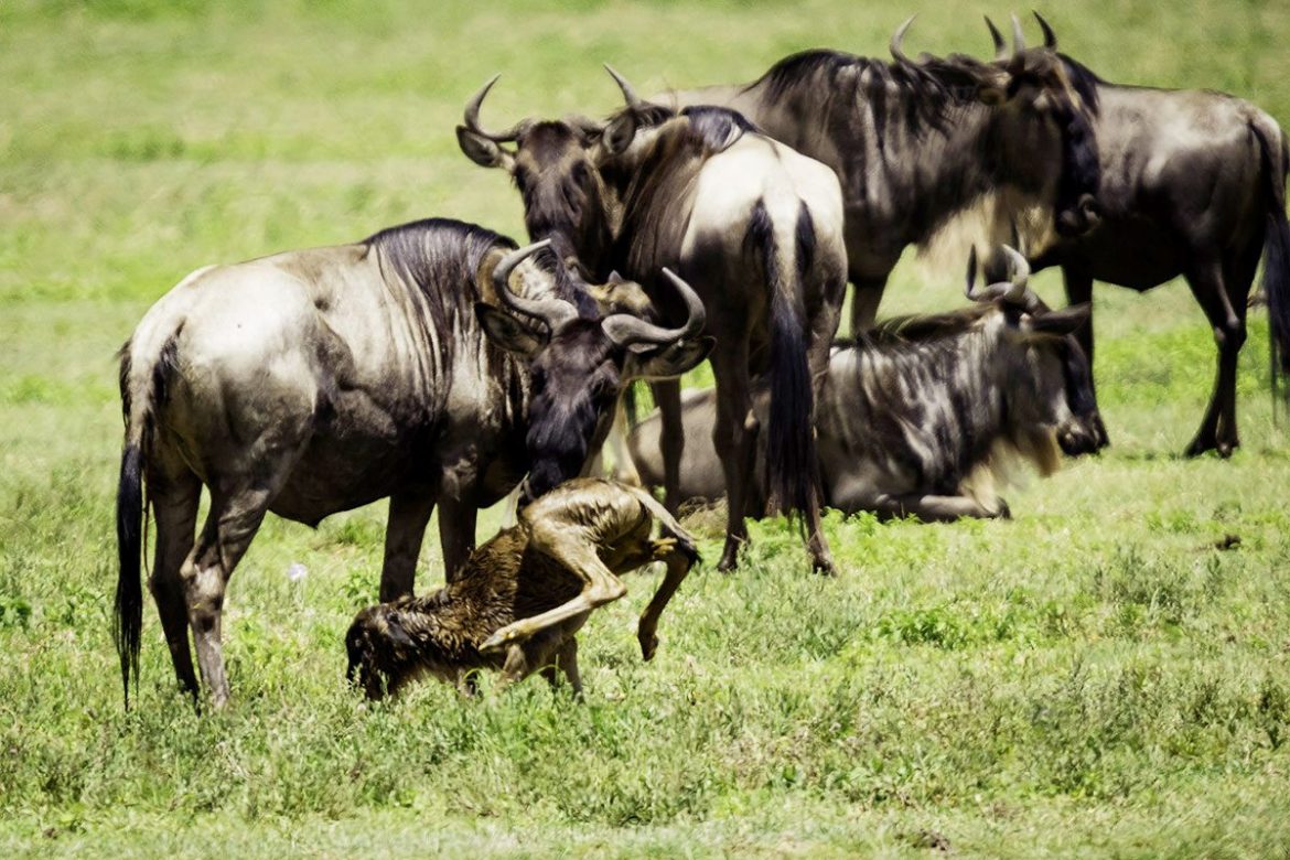 4 Day Serengeti Calving Season Safari with wildebeest mothers and newborn calves on the Serengeti plains.