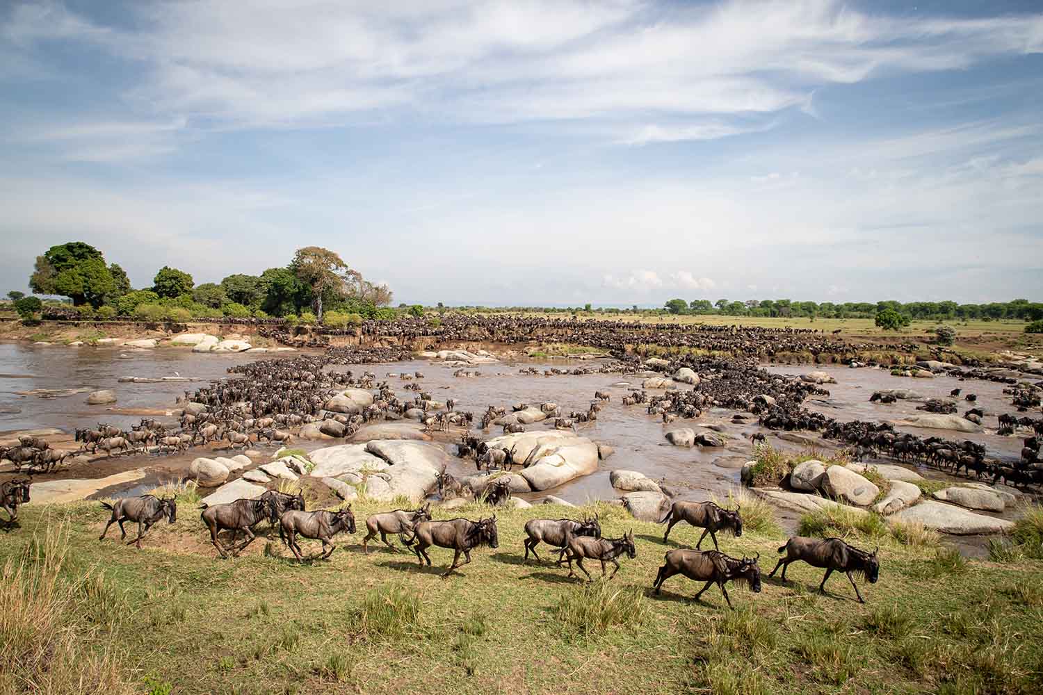 6 Day Serengeti Season of a New Life safari witnessing wildebeest calving and newborn wildlife in Tanzania.