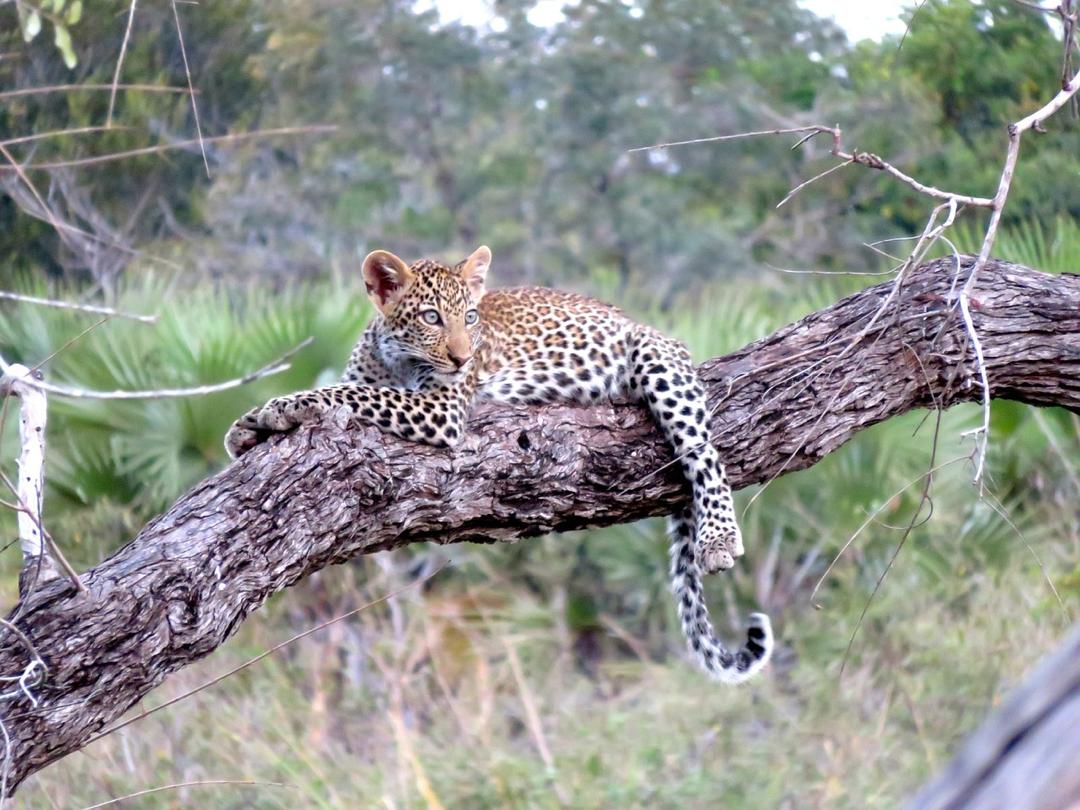 6 Day Tanzania Comfort Safari exploring wildlife-rich landscapes with comfortable accommodation and guided game drives.