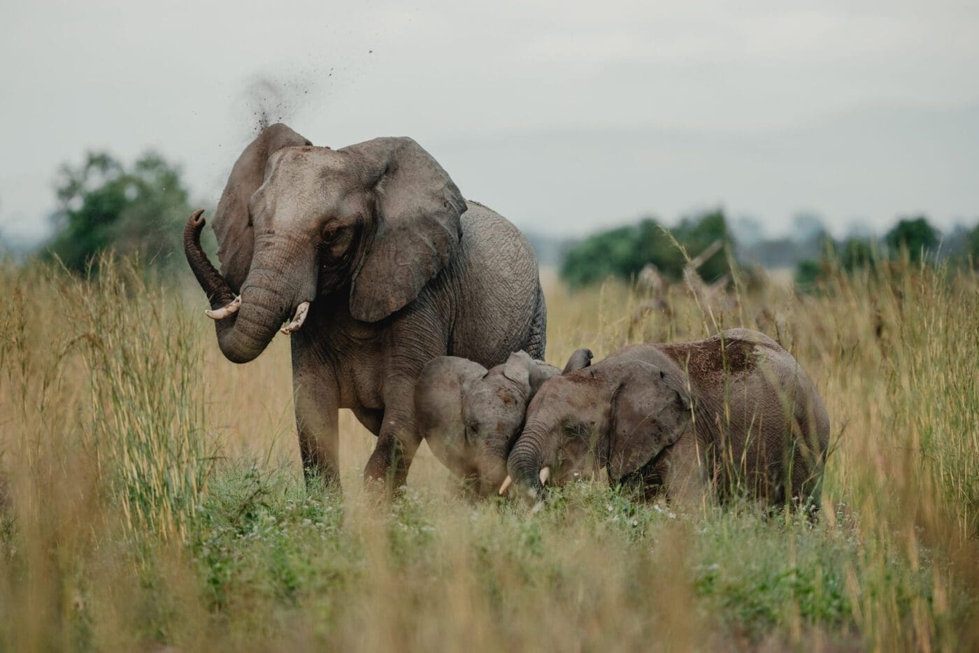 7 Day Big Five & Footprints in the Wild safari exploring Tanzania’s wildlife-rich landscapes and tracking iconic African animals.