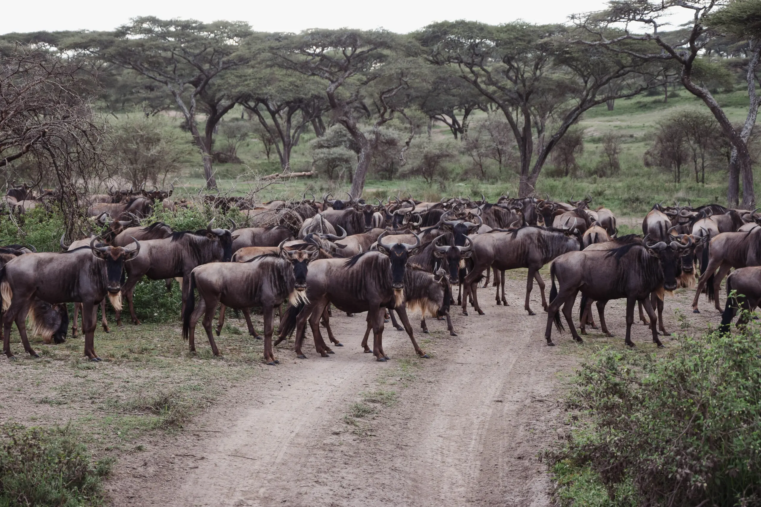7 Day Following the Great Migration safari tracking wildebeest and zebra herds across the Serengeti in Tanzania.