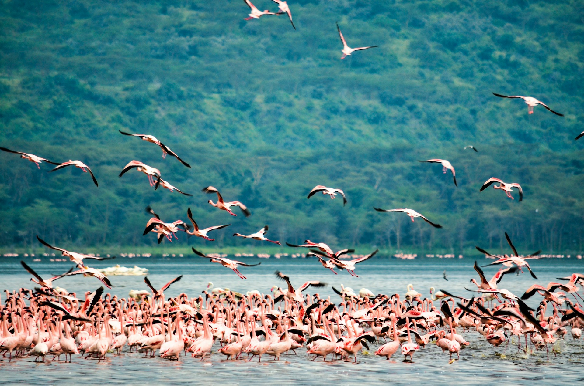 8 Day Rift Valley to the Great Migration safari from Lake Natron through Serengeti and Ngorongoro in Tanzania.