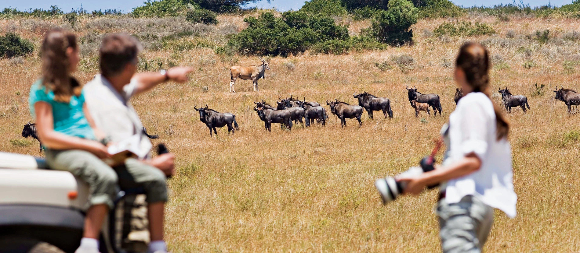 3 Day Zanzibar to Serengeti Great Migration safari following wildebeest herds across Tanzania’s Serengeti plains.