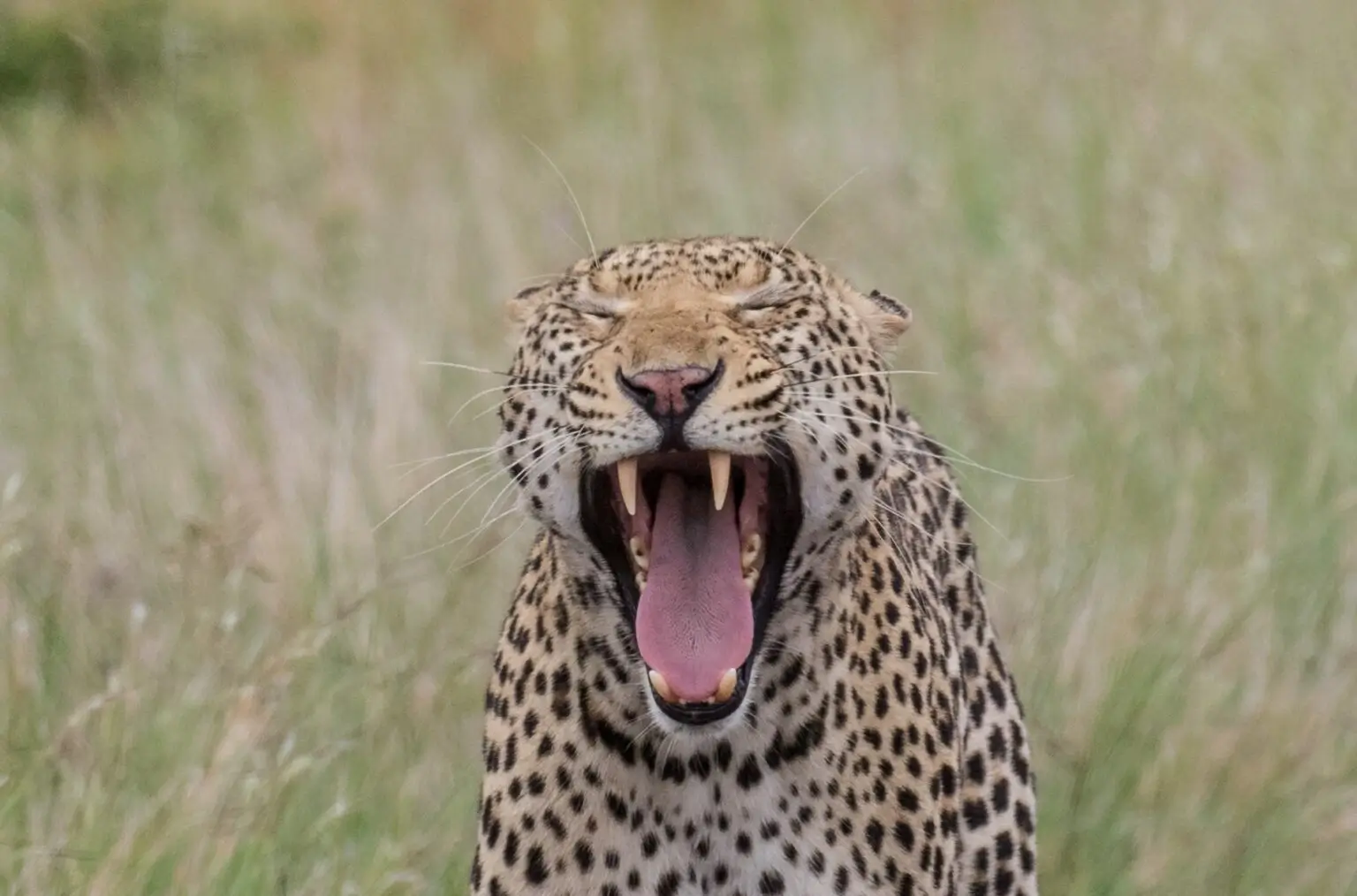 4 Day Into the Wild Tanzania safari through remote landscapes and wildlife-rich wilderness.