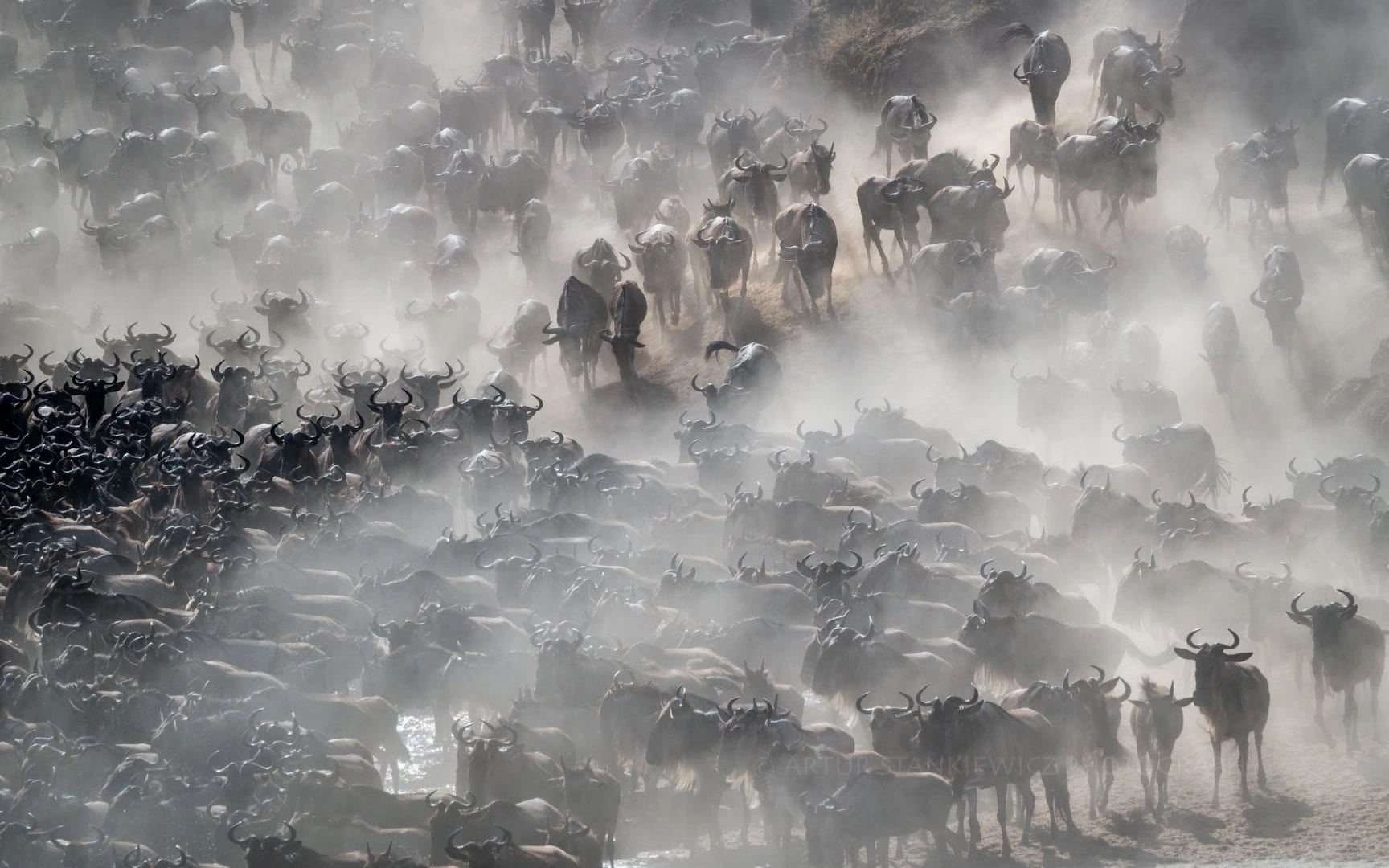 Wildebeest herds crossing the Serengeti plains during a Serengeti Migration Safari in Tanzania.