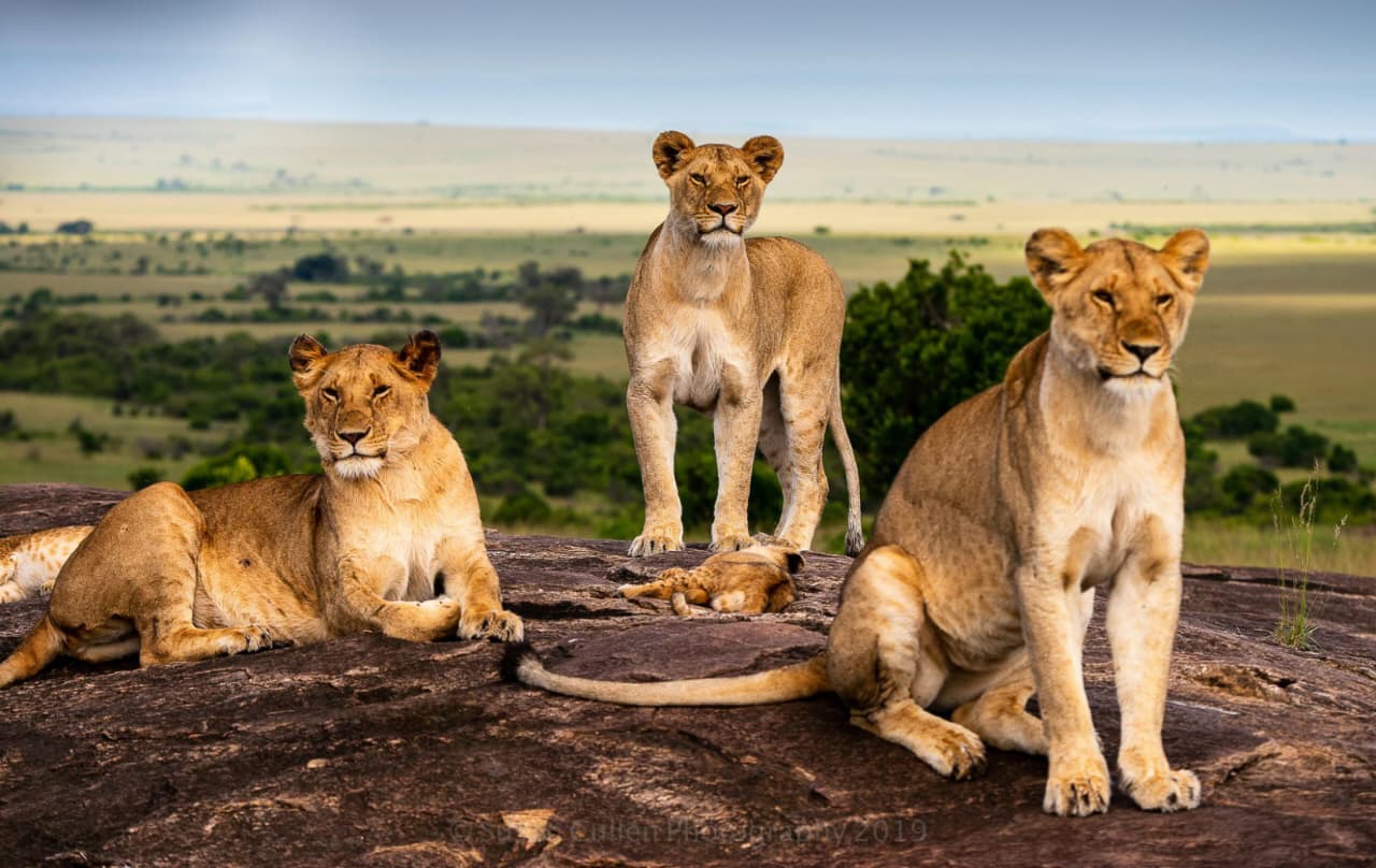 10 Day Grand Tanzania Wildlife Journey through Serengeti, Ngorongoro, Tarangire, and other iconic wildlife destinations.