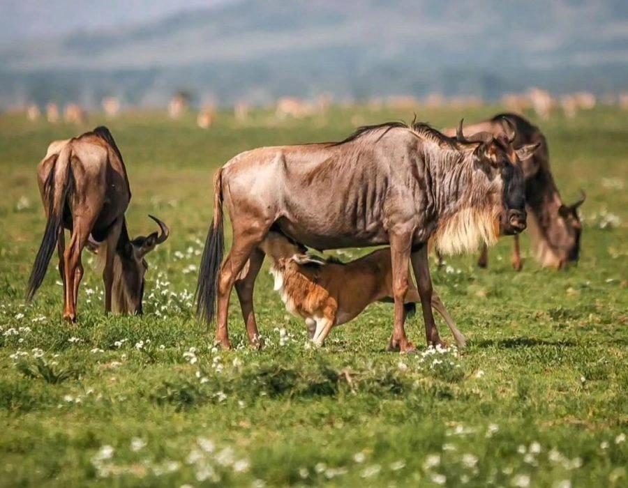 4 Day Ndutu The Beginning of Life Safari with wildebeest and newborn calves during Tanzania’s calving season.