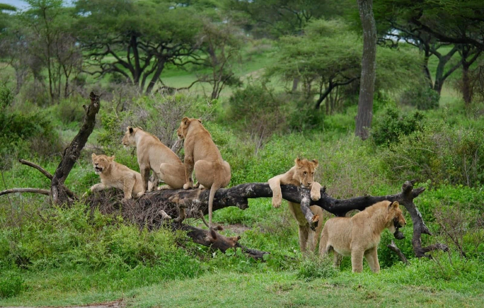 8 Day Wild Tanzania Big Five & Hadzabe safari combining wildlife encounters with authentic Hadzabe cultural experiences.