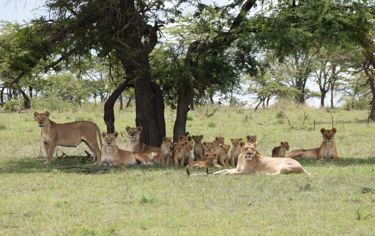 3 Day Zanzibar to Serengeti Wildlife Escape featuring game drives across the Serengeti plains in Tanzania.