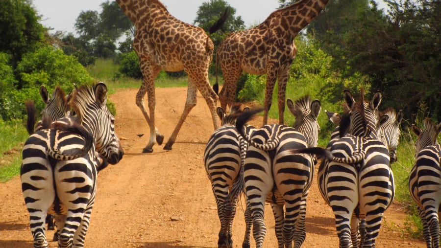 7 Day Essence of Northern Tanzania safari exploring Serengeti, Ngorongoro Crater, and Tarangire National Park.