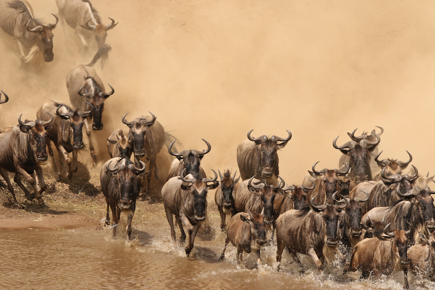 5 Day Wing of the Great Migration safari across the Serengeti plains in Tanzania with wildebeest herds.