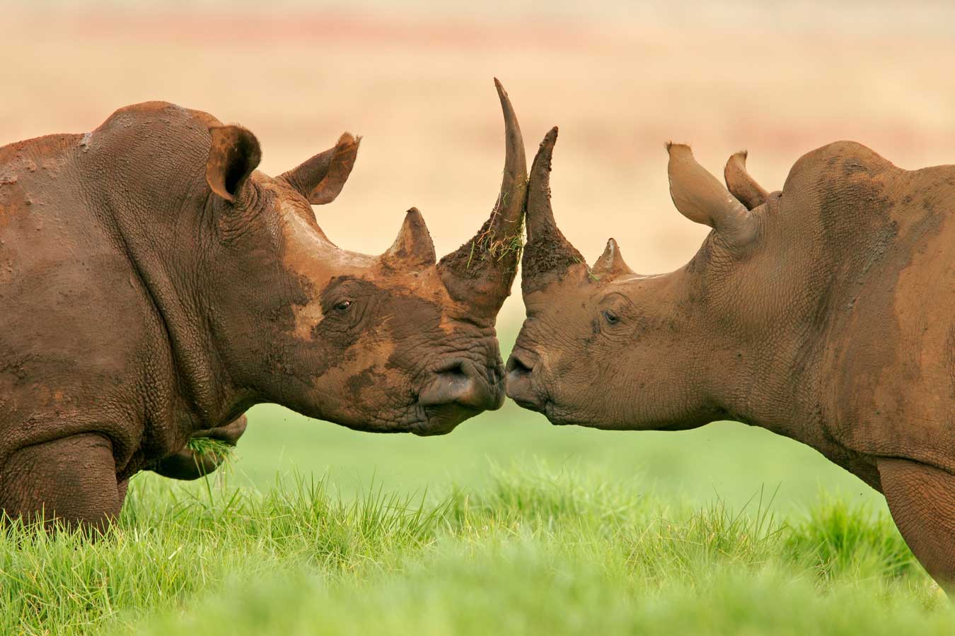 Black rhino in the wild during the 7 Day Rhino Trails & Wild Tanzania safari experience.