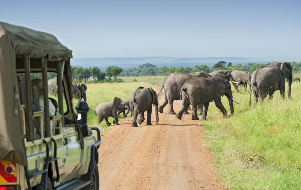 Tanzania safari from Mwanza to Arusha with elephants crossing a safari road