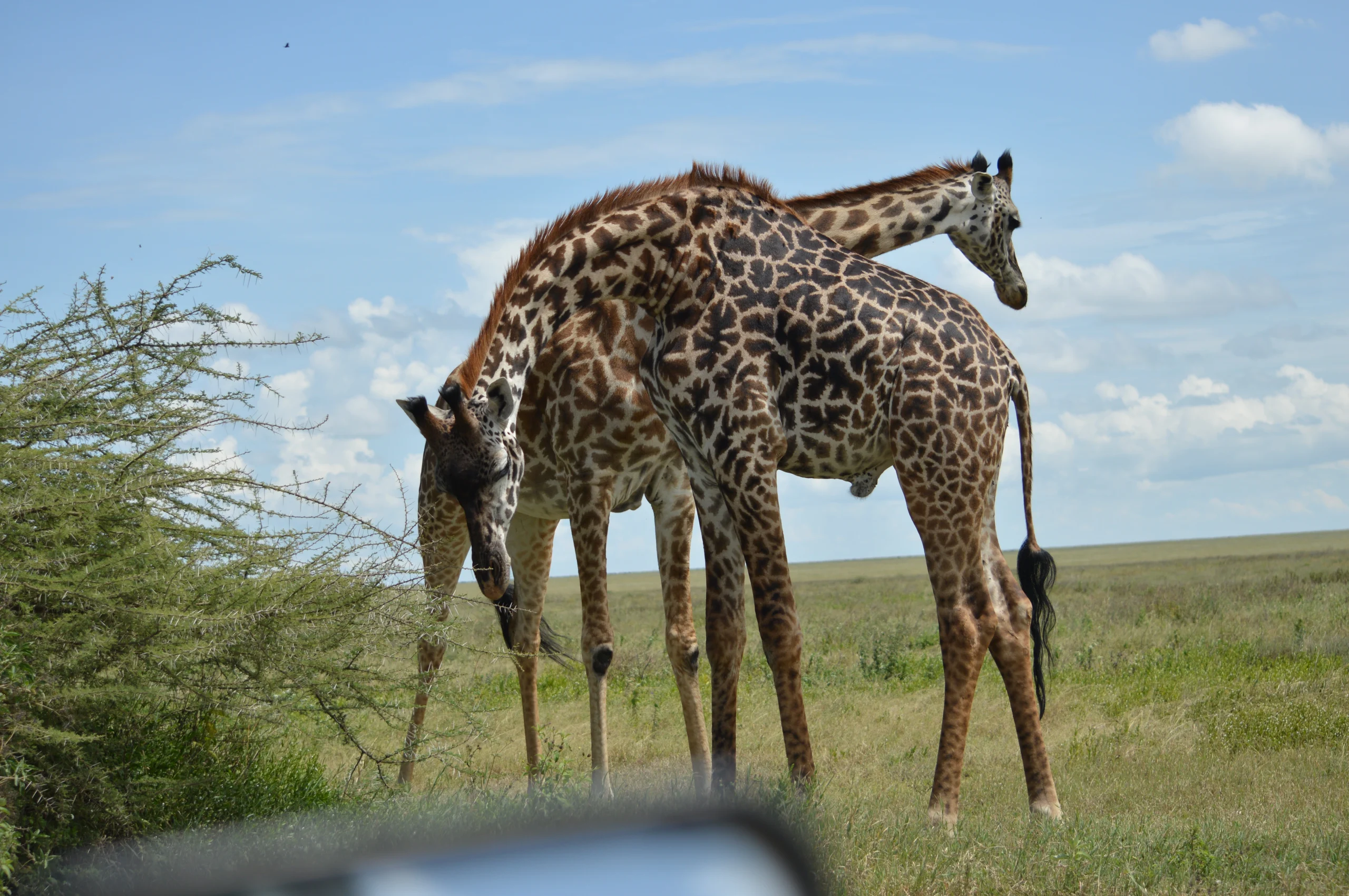 How to plan a slow safari in Tanzania with a Nawahi Africa Adventures safari vehicle on the savannah.