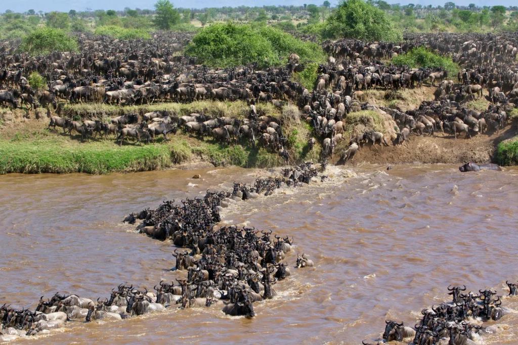 how to plan a Serengeti Great Migration safari